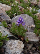 Image of Copeland's speedwell