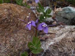 Image of Copeland's speedwell