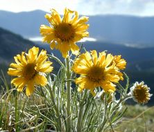 Image of graylocks four-nerve daisy