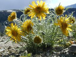 Image of graylocks four-nerve daisy