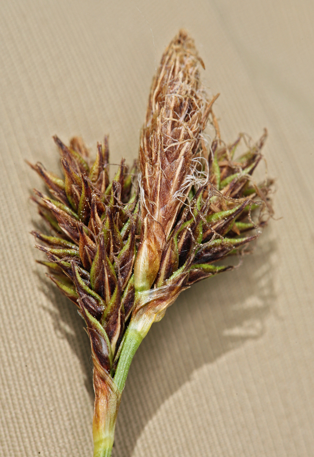 Image of Cleft Sedge