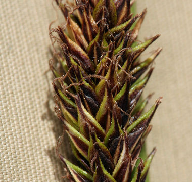 Image of Cleft Sedge