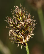 Image of abruptbeak sedge