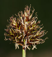 Image of abruptbeak sedge