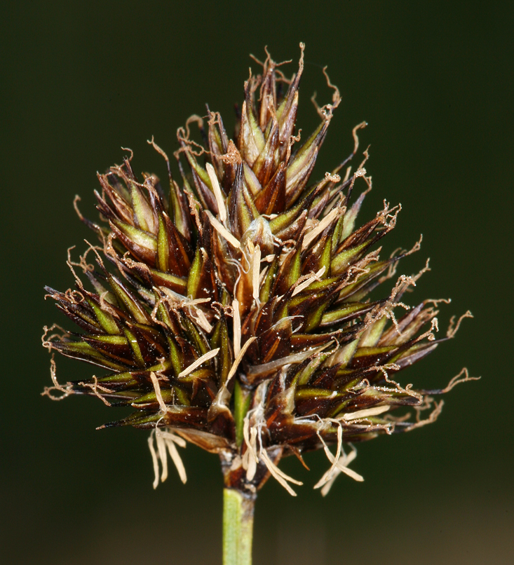 Image of abruptbeak sedge