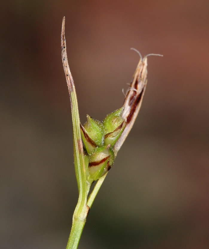 صورة Carex deflexa var. boottii L. H. Bailey