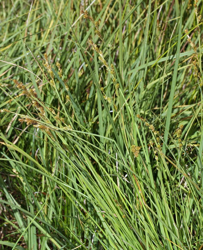 Image of Gray Bog Sedge