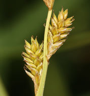 Image of Gray Bog Sedge