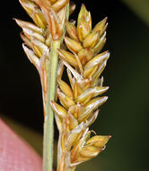 Image of Gray Bog Sedge