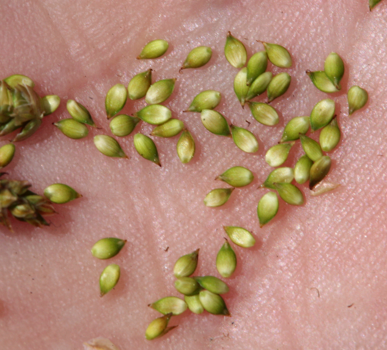 Image of Gray Bog Sedge