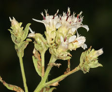 Image of Oregon whitetop aster