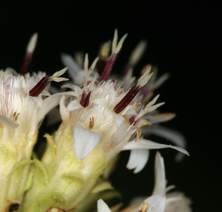 Image of Oregon whitetop aster