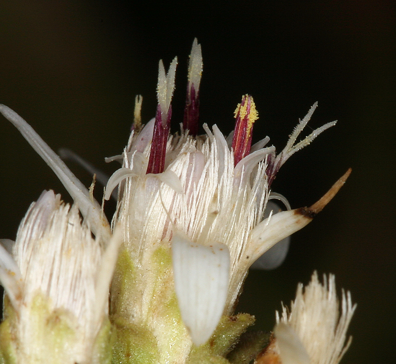 Image of Oregon whitetop aster