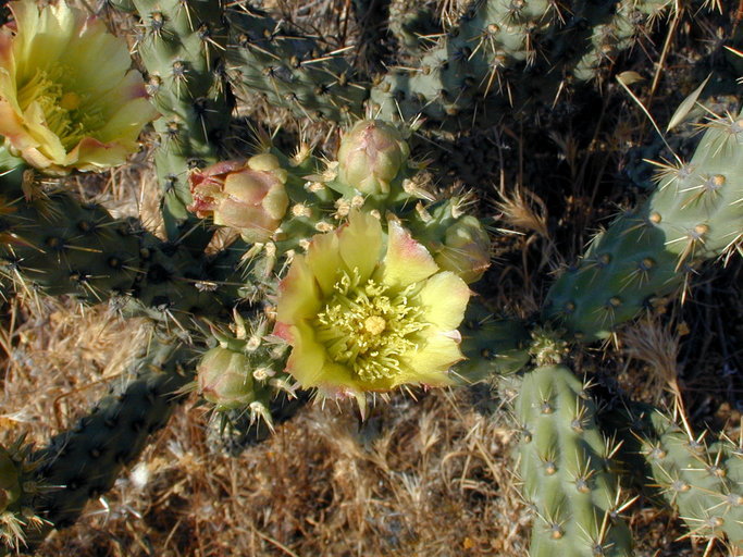 Image of <i>Cylindropuntia californica</i> var. <i>parkeri</i>