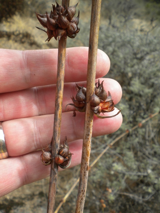 Image of bulbil bugle-lily