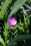 Plancia ëd Calandrinia ciliata (Ruiz & Pavon) DC.