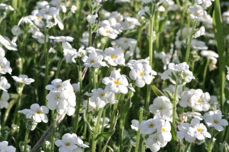 Image of Clearwater cryptantha