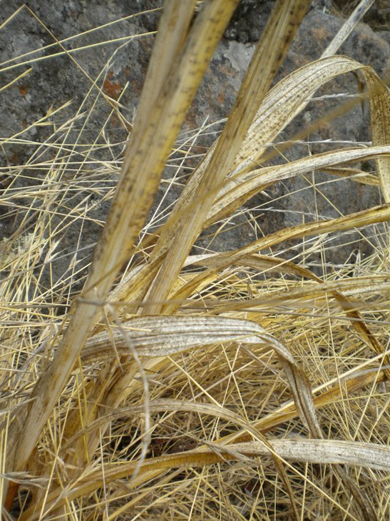 Слика од Watsonia meriana (L.) Mill.