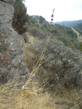 Imagem de Watsonia meriana (L.) Mill.