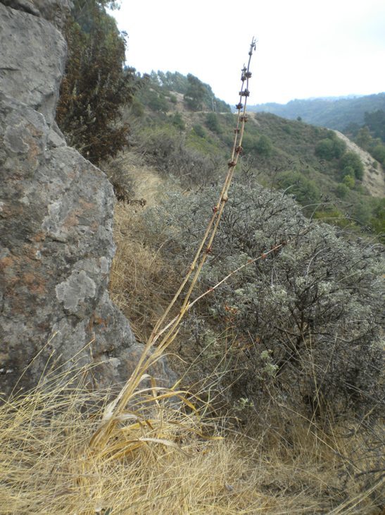 Sivun Watsonia meriana (L.) Mill. kuva