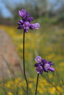 صورة Dichelostemma capitatum (Benth.) Alph. Wood