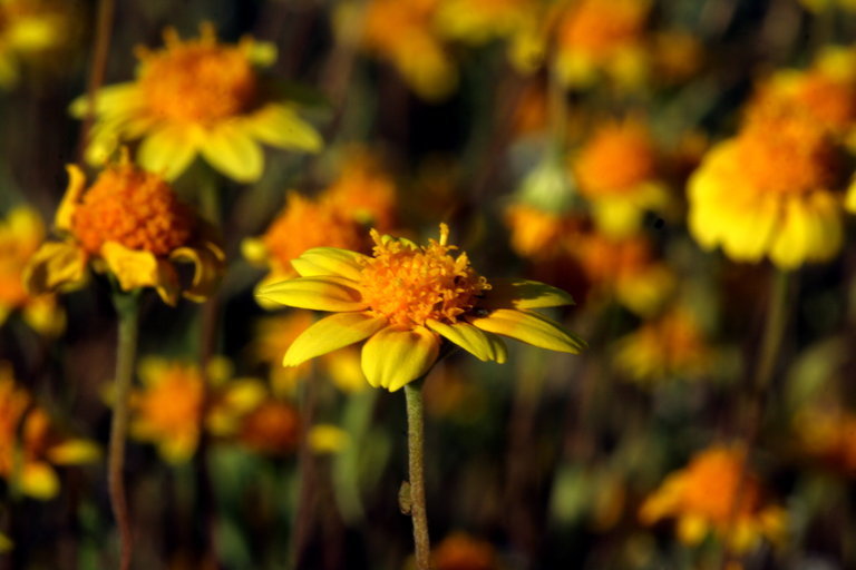 Image of California goldfields