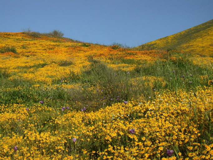 Image of California goldfields