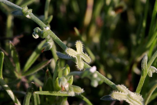 Image of sagebrush combseed