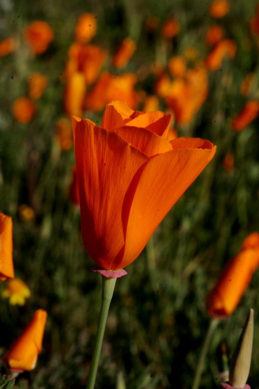 Image of California poppy