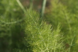 Image of sweet fennel