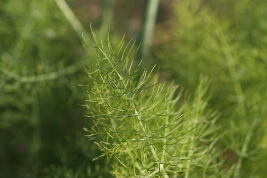 Image of sweet fennel