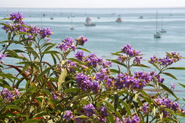 Image de Solanum elaeagnifolium Cav.