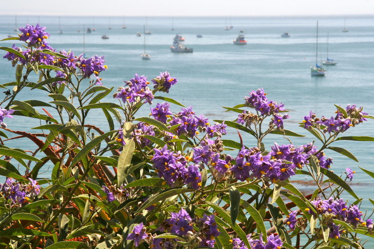 Image de Solanum elaeagnifolium Cav.