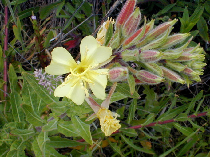 Imagem de Oenothera elata subsp. hirsutissima (A. Gray ex S. Wats.) W. Dietrich