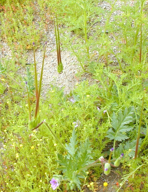 Imagem de Erodium botrys (Cav.) Bertol.