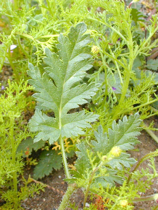 Imagem de Erodium botrys (Cav.) Bertol.