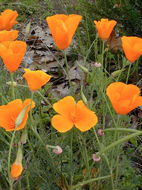 Image of California poppy