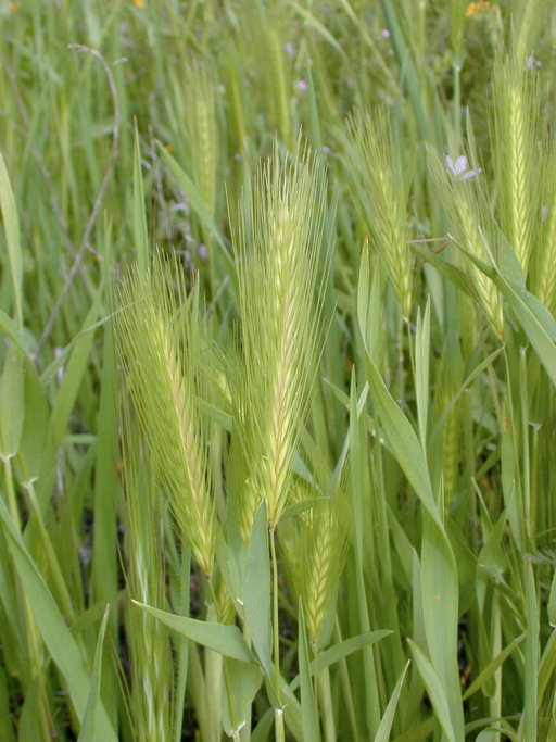 Image of hare barley