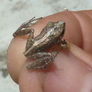 صورة Pristimantis vinhai (Bokermann 1975)