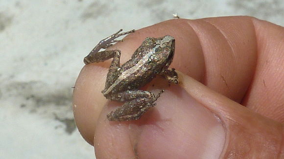 Image of Pristimantis vinhai (Bokermann 1975)