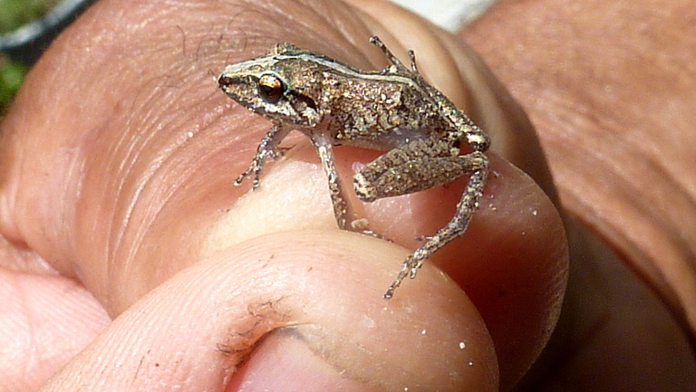 Image of Pristimantis vinhai (Bokermann 1975)