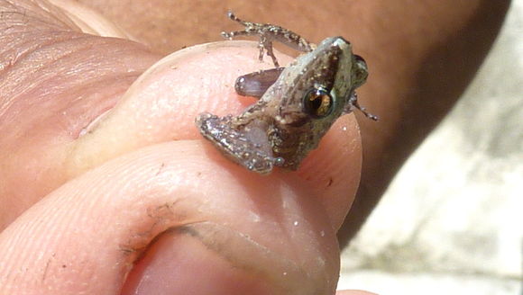 Image of Pristimantis vinhai (Bokermann 1975)