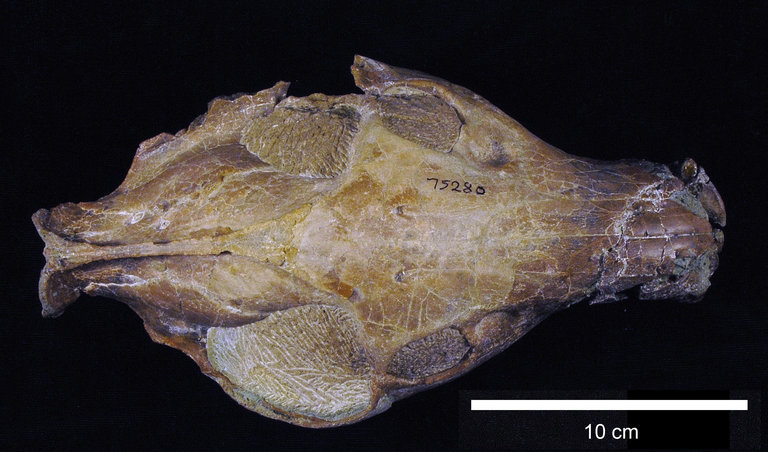 Image of <i>Eucrotaphus trigonocephalus</i>