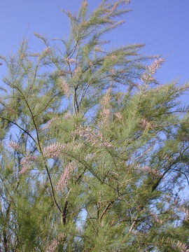 Image of saltcedar