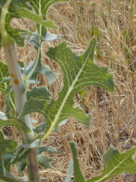 Image of prickly lettuce