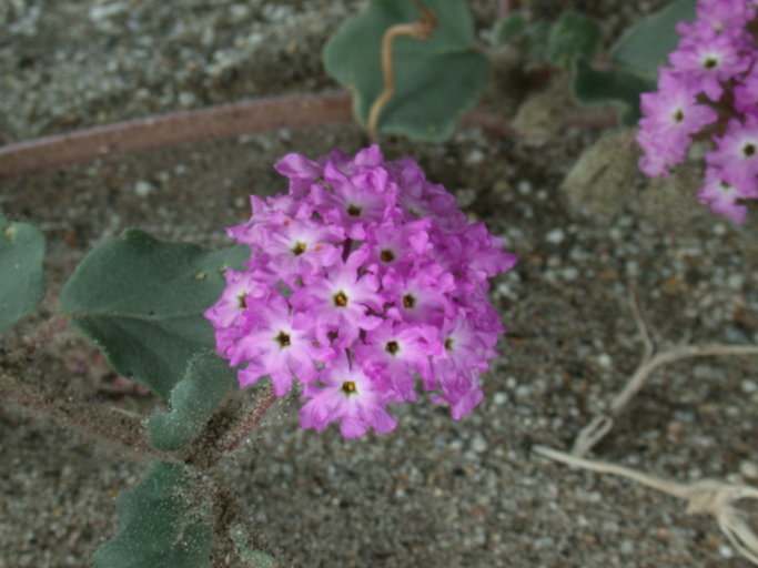 Imagem de Abronia villosa S. Wats.