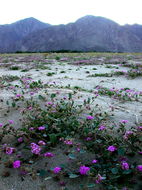 Imagem de Abronia villosa S. Wats.