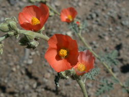 Image of Emory's globemallow