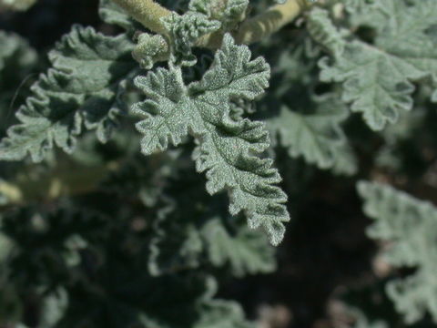 Image of Emory's globemallow