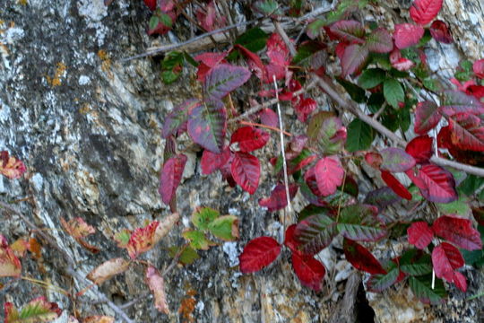 Image de sumac de l'Ouest